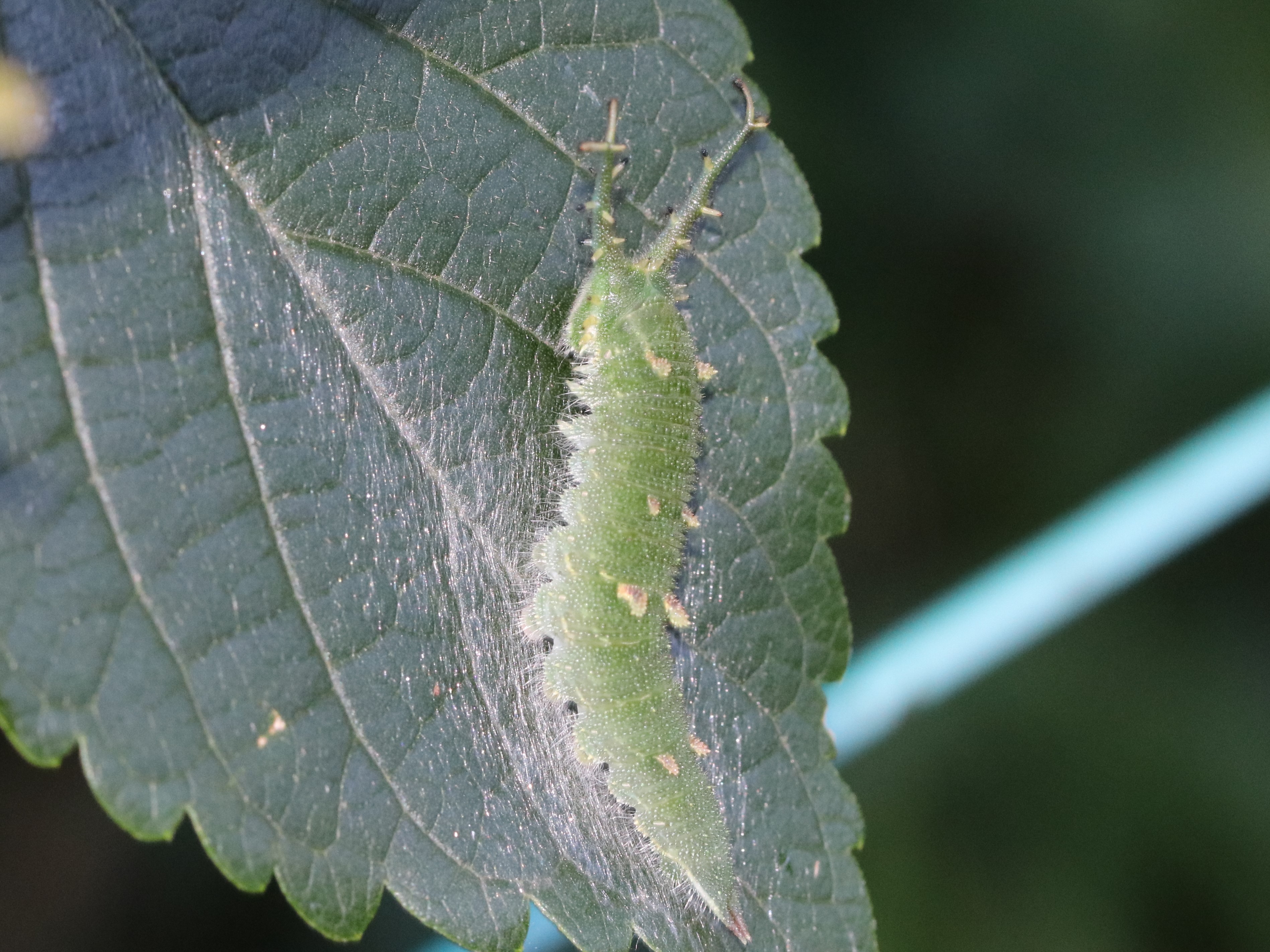アカボシゴマダラの幼虫